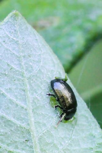 Réf. 244 397 : Phratora sp.